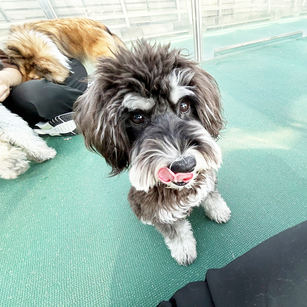 生徒が撮影したモデル犬！ＰＡＲＴ②